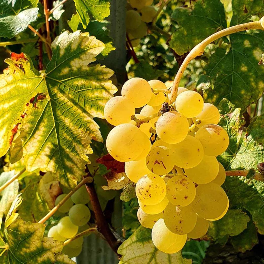Hiking amongst Chasselas grapes in Switzerland.
