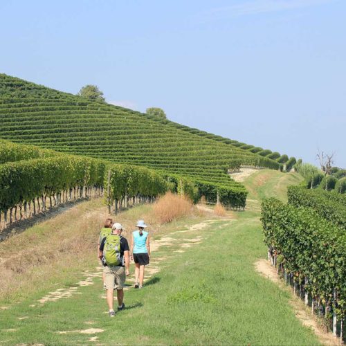 Piedmont (Piemonte) wine country. Hiking amongst Barolo, Barbaresco vineyards