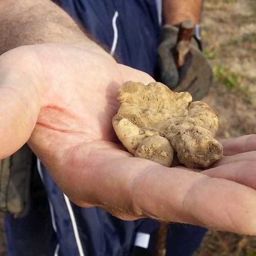 Whitel truffles of Alba, Piedmont's wine country.