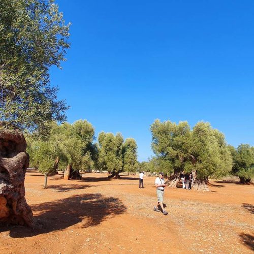 Walking amongst centruy-old olive trees in Apulia (Puglia), Italy.